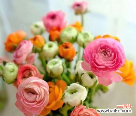 揭开洋牡丹的神秘面纱 洋牡丹的花语和寓意