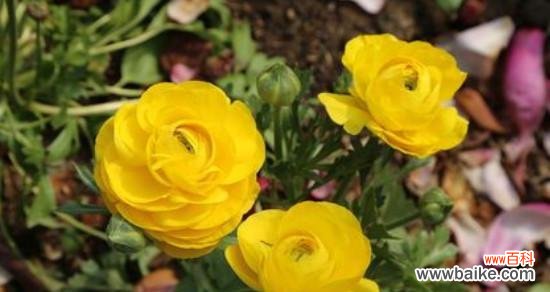 揭开洋牡丹的神秘面纱 洋牡丹的花语和寓意