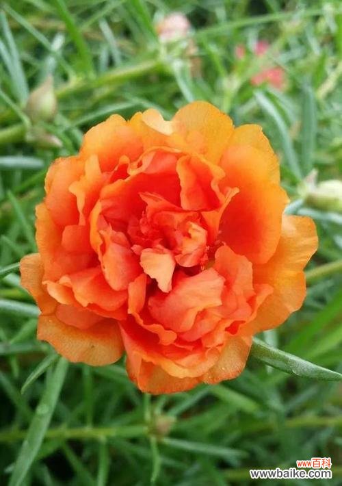 向阳生长 红色太阳花