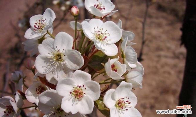 一朵花传递的无言悲伤 花语解读