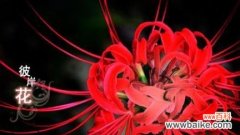 一朵花传递的无言悲伤 花语解读