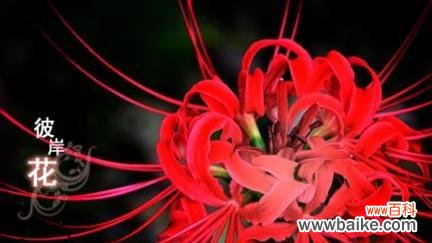 一朵花传递的无言悲伤 花语解读