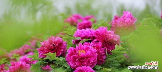 一朵花传递的无言悲伤 花语解读