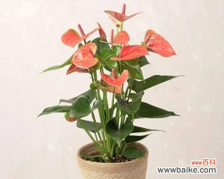 火鹤花带来财运与好运 火鹤花的风水寓意及摆放位置