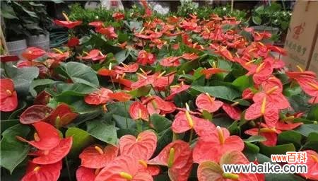 火鹤花带来财运与好运 火鹤花的风水寓意及摆放位置