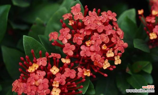 龙船花语的意义及传承 龙船花语