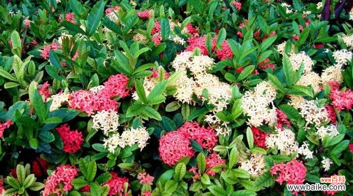 龙船花语的意义及传承 龙船花语