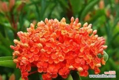 龙船花语的意义及传承 龙船花语