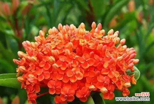 龙船花语的意义及传承 龙船花语