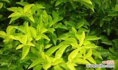 揭开以假连翘花朵的真正内涵 以假连翘的花语与寓意