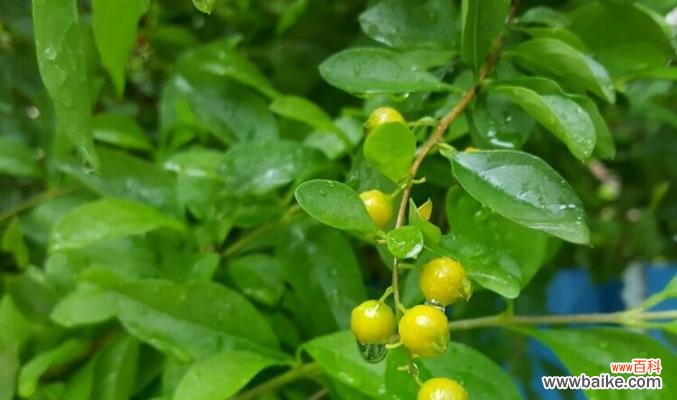 揭开以假连翘花朵的真正内涵 以假连翘的花语与寓意