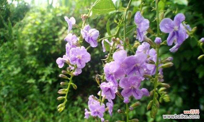 揭开以假连翘花朵的真正内涵 以假连翘的花语与寓意