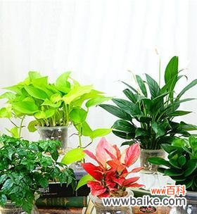 探索象征幸福的15种植物和它们的秘密力量 幸福的植物