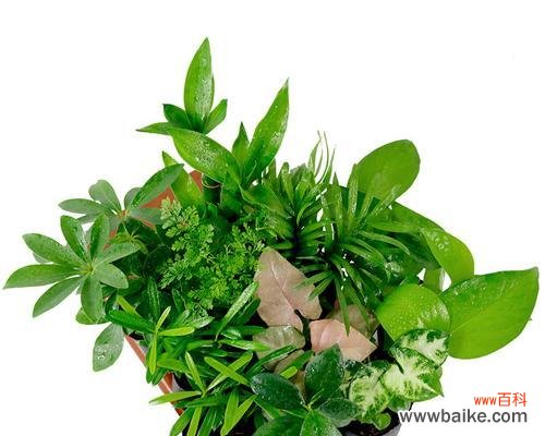 探索象征幸福的15种植物和它们的秘密力量 幸福的植物