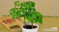 探索象征幸福的15种植物和它们的秘密力量 幸福的植物