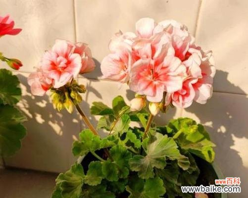 用天竺葵告诉你关于坚持与爱的故事 天竺葵的花语与寓意——传递坚强与爱的力量