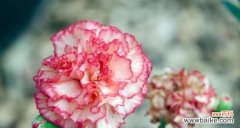 探寻康乃馨花的深刻含义 康乃馨花语的象征与寓意