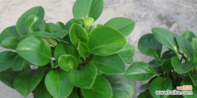 探索自然界的医药宝库 拥抱健康生活