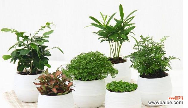 探索自然界的医药宝库 拥抱健康生活