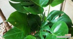 探索自然界的医药宝库 拥抱健康生活