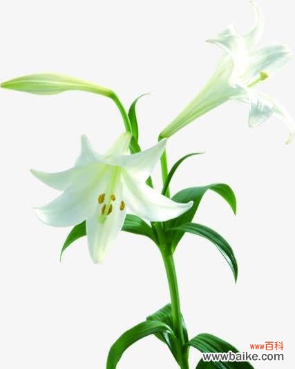 白百何花代表什么意思？白百何花语有哪些含义？