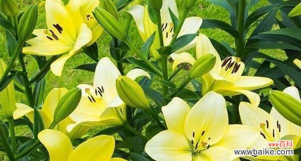 白百何花代表什么意思？白百何花语有哪些含义？