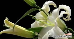 白百合花的花语和寓意有哪些常见问题？