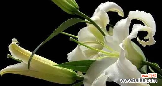 白百合花的花语和寓意有哪些常见问题？