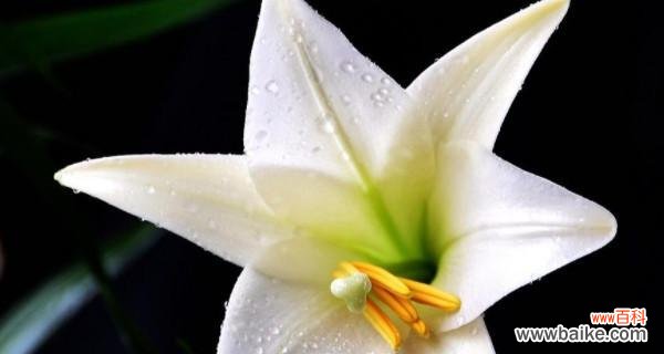 白百合花的花语和寓意有哪些常见问题？