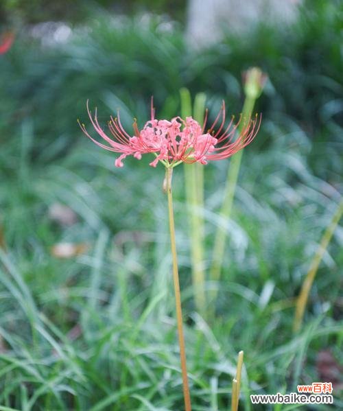 白彼岸花代表什么意思？花语和象征意义是什么？