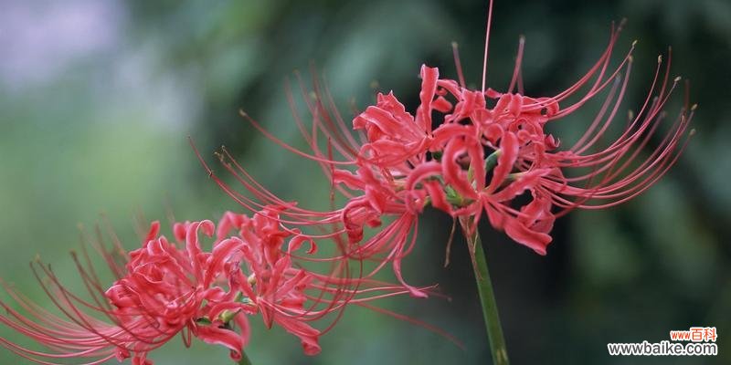 白彼岸花代表什么意思？花语和象征意义是什么？