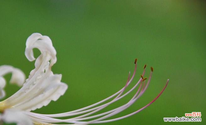 白彼岸花代表什么意思？花语和象征意义是什么？