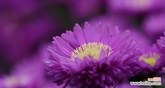 探寻紫色翠菊的生命哲学与内在力量 紫色翠菊花语