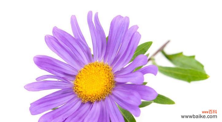 探寻紫色翠菊的生命哲学与内在力量 紫色翠菊花语