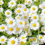 传递爱与希望的小雏菊——探索小雏菊花语的含义与影响 小雏菊花语的深刻寓意