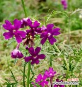 探索美女樱的深意 美女樱的花语