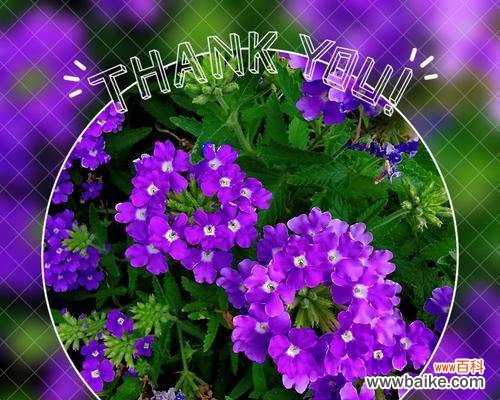 探索美女樱的深意 美女樱的花语