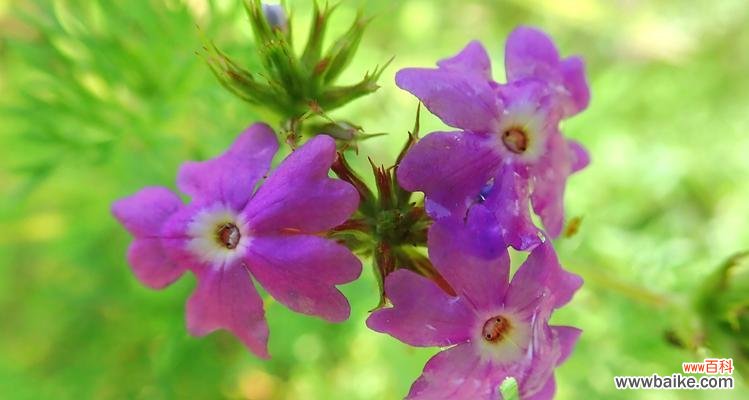 探索美女樱的深意 美女樱的花语