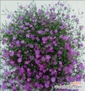 紫色满天星的花语 紫色满天星的花语之美丽与祝福