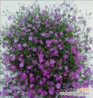 紫色满天星的花语 紫色满天星的花语之美丽与祝福