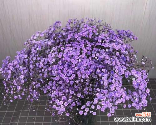 紫色满天星的花语 紫色满天星的花语之美丽与祝福