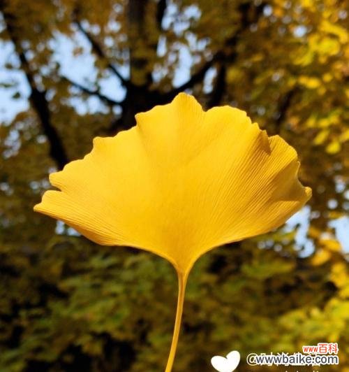 探寻银杏树所代表的寓意与象征 银杏树的象征意义