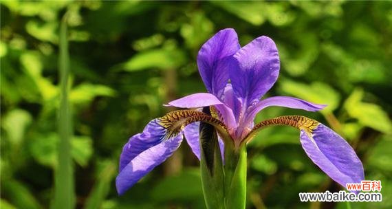 揭示鸢尾花的深刻象征及其传达的情感 鸢尾草的花语与意义