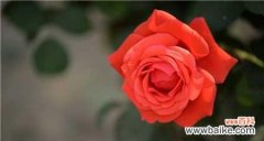 探寻玫瑰支数背后的内涵 玫瑰支数的象征意义