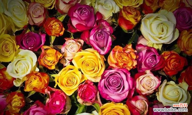 探寻玫瑰支数背后的内涵 玫瑰支数的象征意义