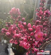以梅花代表了什么 梅花之美