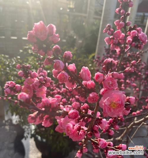 以梅花代表了什么 梅花之美