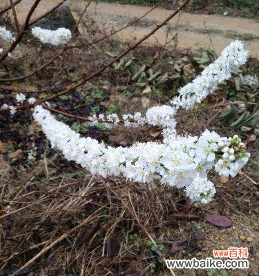 以梅花代表了什么 梅花之美