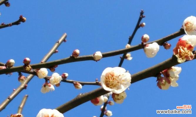 以梅花代表了什么 梅花之美