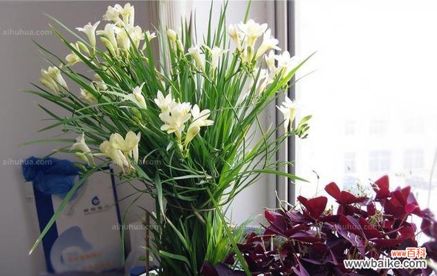 探寻晚香玉花的花语与文化内涵 晚香玉花的寓意及象征意义